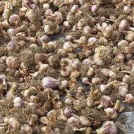 سیر تازه تمیز