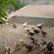 اردک محلی ایشی تمیز درشت زنده