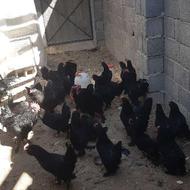 تخم نطفته دار مرندی اصل