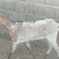 دوقلو زا اس