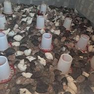 بلددچین بالغ و کشتار شده