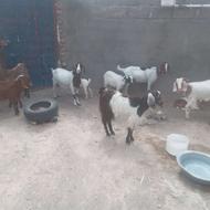 بز پاکستانی دو رگ زاییده