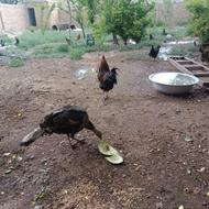 خروس و غاز و بوقلمون