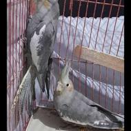 عروس هلندی نر و ماده دستی