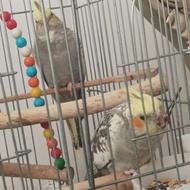 عروس هلندی نر و ماده