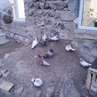 کبوتر تهرانی