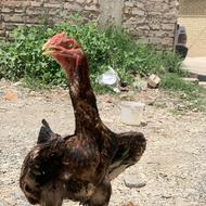 جوجه خروس لاری اصیل
