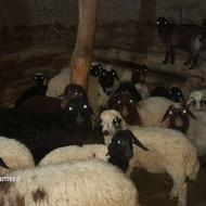 فروش گوسفند