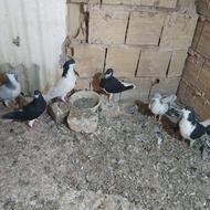کبوتر سیاهپوش جفتی