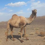 شتر بزرگ نربرای قربانی