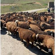خریدار 30راس گوسفندبره دار جوان هستم