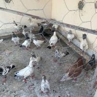 کبوتر پرنده