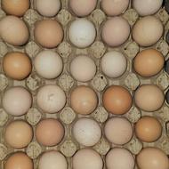 تخم مرغ بومی خوراکی و نطفه دار