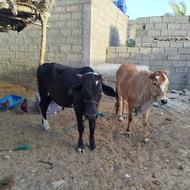گاو اسراهیلی برای قر بانی
