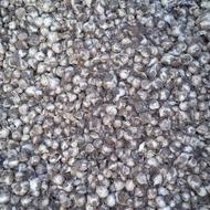 موسیرتازه تازه