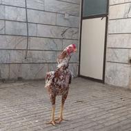 مرغ و خروس لاری