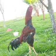 خروس لاری اصیل