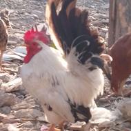 مرغوخروسزینتی