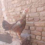 مرغ لاری ترک