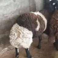گوسفند بره نر تخمی تعویض با بره نر یا ماده