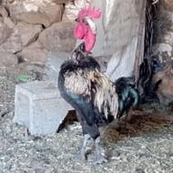 خروس لاری جوان 1ساله