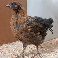 نوچه مرغ و خروس 45 تا 145 روزه
