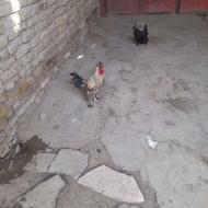 خروس کاکولی