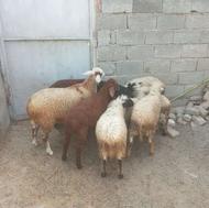 11 راس بره گوسفند نرو ماده