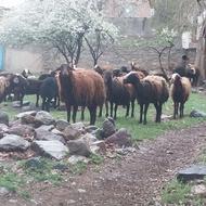 19 راس میش با بره