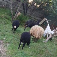 گوسفند زنده
