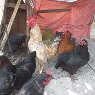 تعدادی مرغ تخم گذار چاق