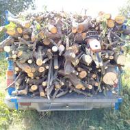 خریدار انواع چوب درخت باغی