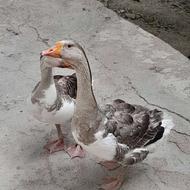 غوغازنر خوب