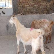 گوسفندوبزجهت قربانی