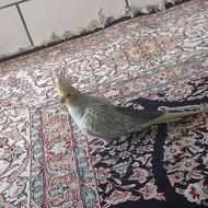 عروس هلندی گل باقالی