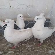 دوجفت سفید فروشی .