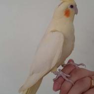 جوجه عروس هلندی