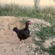 شاه مرغ افغان کورچ