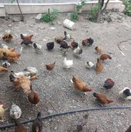نیمچه مرغ و خروس