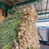 سیر تازه شمال