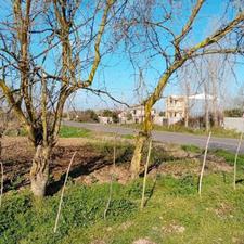 1600 متر شالیزار بر جاده اصلی داخل بافت