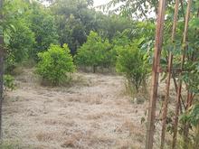 زمین کشاورزی 200 متری در جاده فرح آباد در شیپور