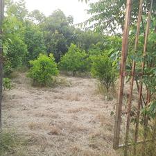 زمین کشاورزی 200 متری در جاده فرح آباد