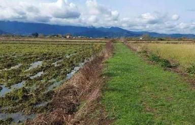 زمین کشاورزی 3000 متر در تمیجان رودسر