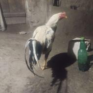 لاری اصل به شرط