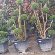 گل گیاه باغچه فضای حیاطی