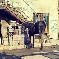نریون سه ساله