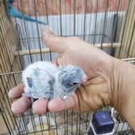 جوجه طوطی راهب سرلاکی