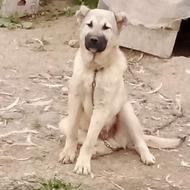 واگذارتوله سگ سرابی