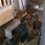 مرغ و خروس جوجه لاری گلین محلی